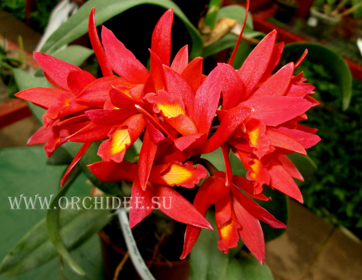 Cattlianthe Rojo ( cattleya milleri x guarianthe aurantica)