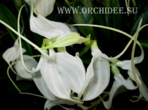 Masdevallia tovarensis