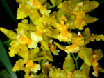 Odontoglossum Geiser Gold