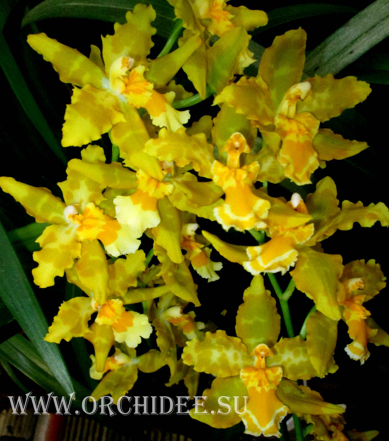 Odontoglossum Geiser Gold