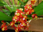 Oncidium Tiny Twinkle 'Cinnamon'