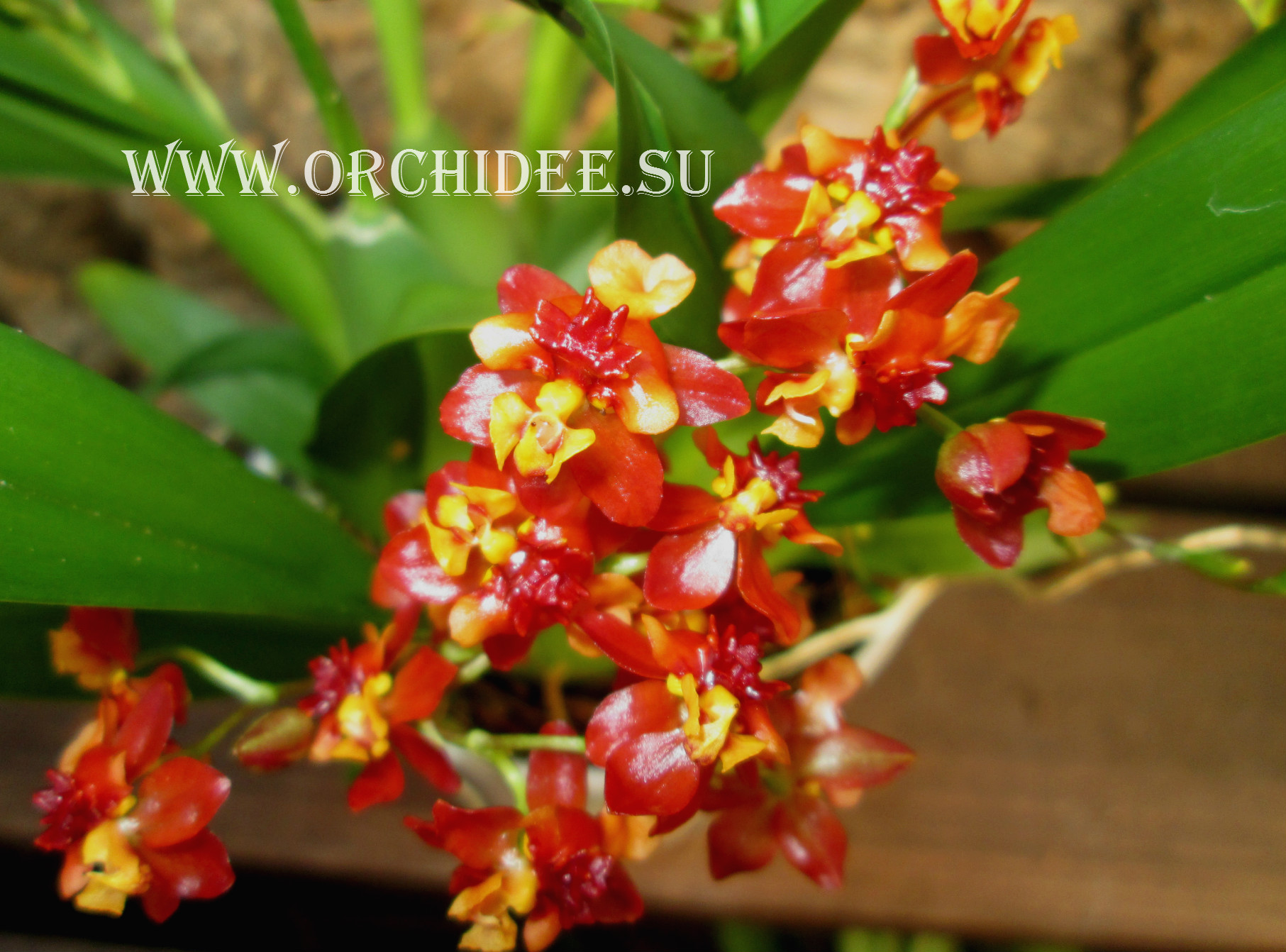 Oncidium Tiny Twinkle 'Cinnamon'