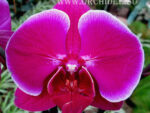 Phalaenopsis PH 107 Emperor Jewel