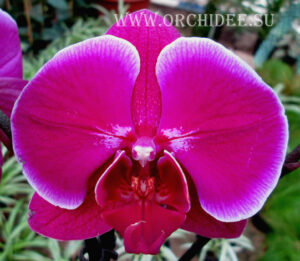 Phalaenopsis PH 107 Emperor Jewel