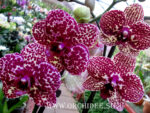 Phalaenopsis PH 114 Lioulin Wild Cat