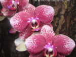 Phalaenopsis PH 109 Salu Spot x Leopard Prince