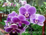 Phalaenopsis PHM 012 Sogo Vivien 'Special Indigo'