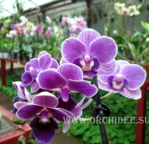 Phalaenopsis PHM 012 Sogo Vivien 'Special Indigo'