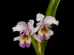 Cattleya Rothschildiana (dowiana x gaskelliana)
