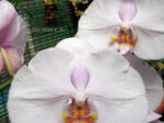 Phalaenopsis PH 110