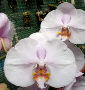Phalaenopsis PH 110