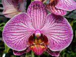 Phalaenopsis PH 108 Flirtation