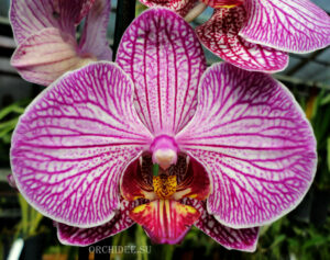 Phalaenopsis PH 108 Flirtation