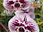 Phalaenopsis PH 121