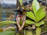 Bulbophyllum lasiochilum var.black