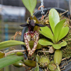 Bulbophyllum lasiochilum var.black