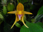 Bulbophyllum smitinandii