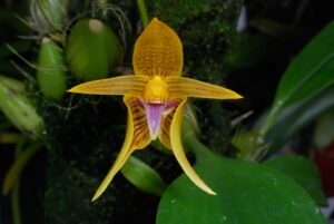 Bulbophyllum smitinandii