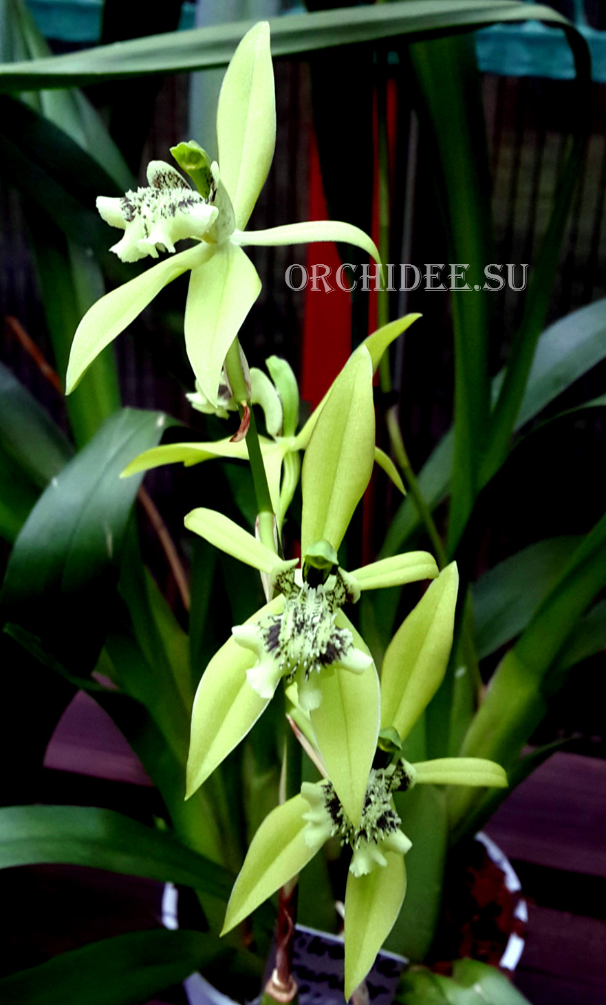 Coelogyne brachyptera