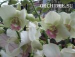 Dendrobium Snow Jade