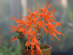 Dendrobium lanyaiae var.orange