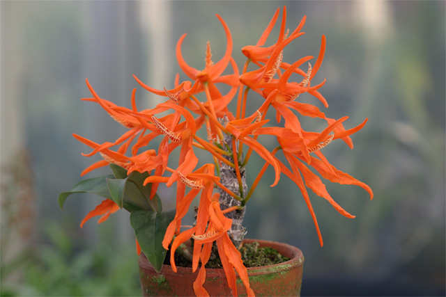 Dendrobium lanyaiae var.orange