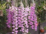 Dendrobium Nestor