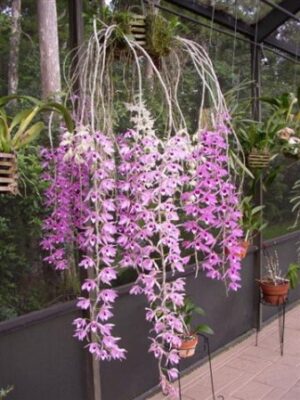 Dendrobium Nestor