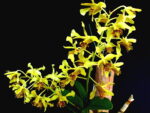 Dendrobium venustum