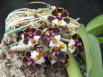 Gastrochilus bellinus