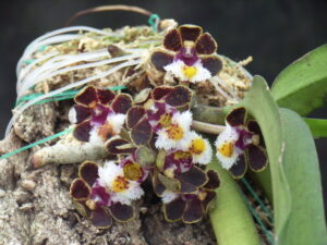 Gastrochilus bellinus