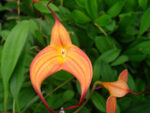 Masdevallia Cassiope (coccinea x triangularis)