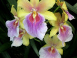 Miltonia Sunset (Miltonia Goodale Moir x regnellii)
