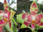 Phalaenopsis Jennifer Palomer c-1 x amboinensis common