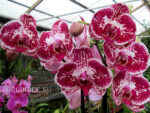 Phalaenopsis PH 115 Elegant Julia