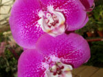 Phalaenopsis PH 116