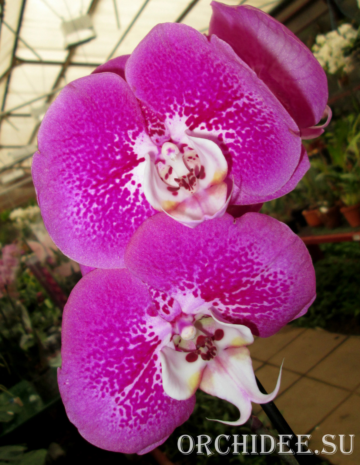 Phalaenopsis PH 116