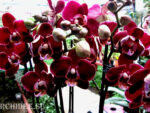 Phalaenopsis PH 120
