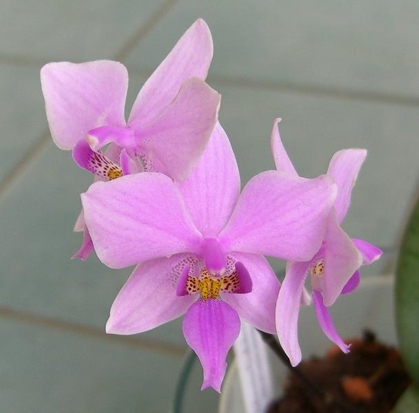Phalaenopsis schilleriana x equestris
