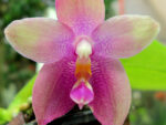 Phalaenopsis speciosa c-1 x P.KS Happy Eagle