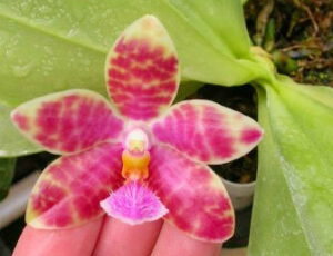 Phalaenopsis Joy Micholitz-Ludde (micholitzii X lueddemanniana)