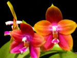 Phalaenopsis Penang Girl 'Ching Ruey'