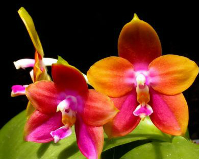 Phalaenopsis Penang Girl 'Ching Ruey'