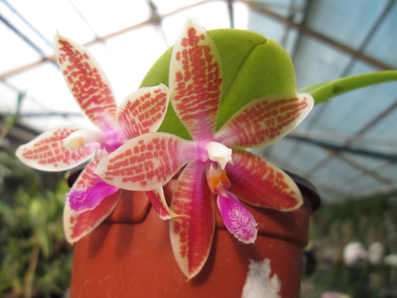 Phalaenopsis Penang Girl violet alba x Corning's Violet