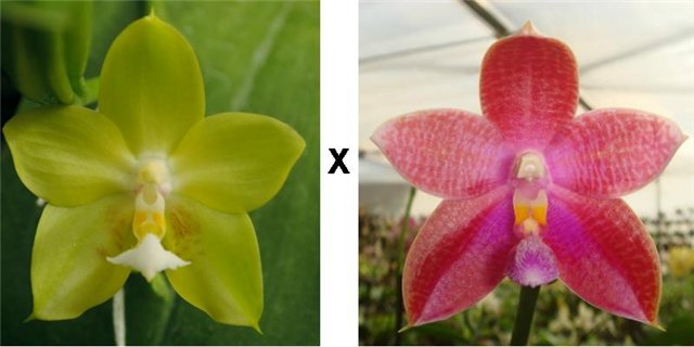 Phalaenopsis Yin's Green Jewel x Corning's Violet