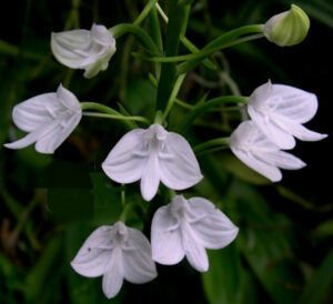 Habenaria lindleyana