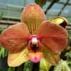 Phalaenopsis PH 266