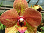 Phalaenopsis PH 266