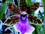 Zygopetalum Trozy Blue