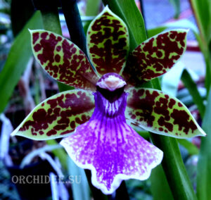 Zygopetalum Trozy Blue